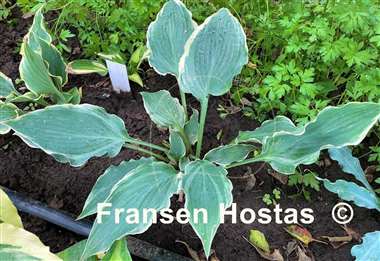 Hosta Country River Rapids